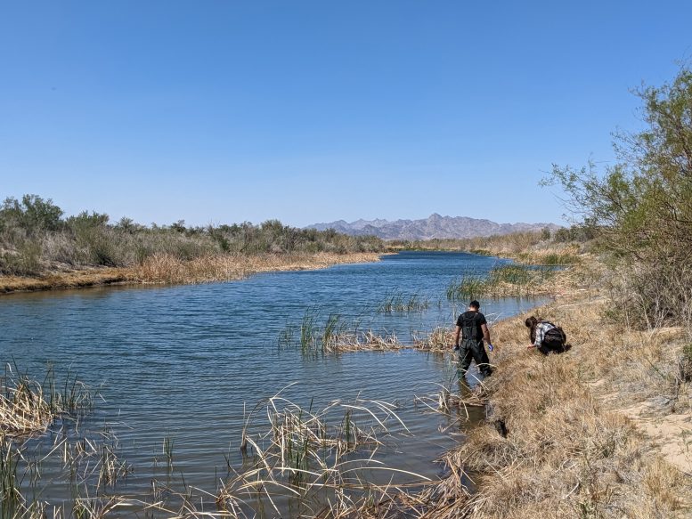 UC Riverside Researchers Collecting Samples From the Colorado River - Pet Owners Beware: Dog-Killing Parasite Discovered In Southern California
