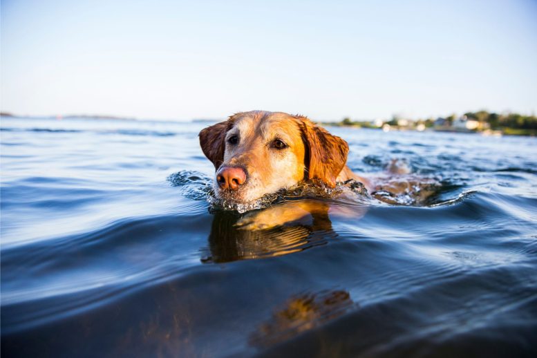 Dog Swimming - Pet Owners Beware: Dog-Killing Parasite Discovered In Southern California