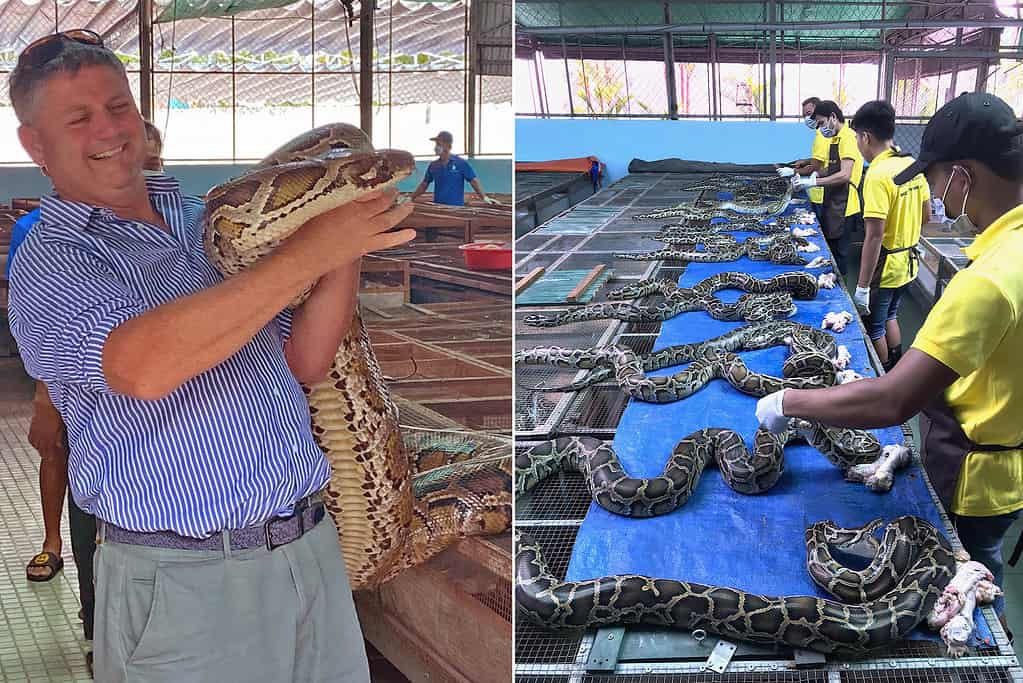 Dr. Aust with a python (left) and workers giving food to pythons in a farm (right). - Is Python Meat A Sssustainable Alternative To Industrial Meat From Farm Animals?