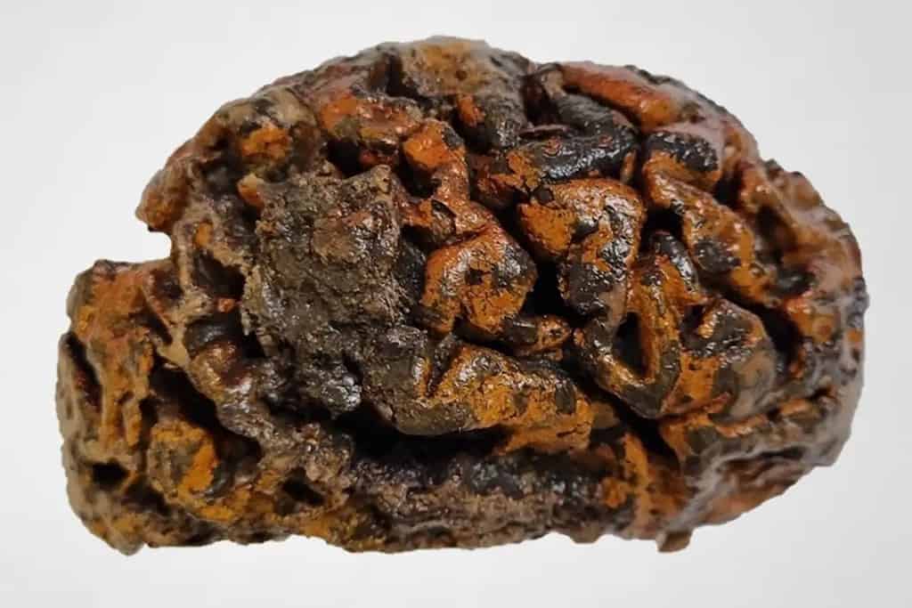Thousand-year-old Intact Human Brains Baffle Scientists. And There Are Thousands Of Them