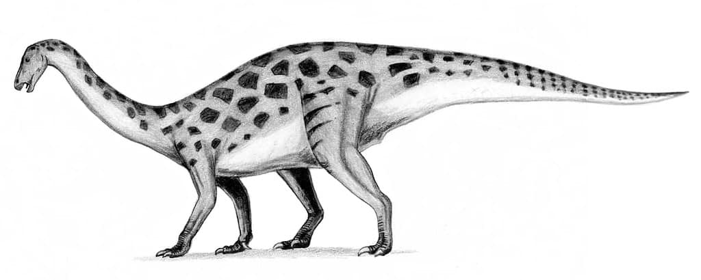 Early interpretation of Erlikosaurus, a therizinosaurid - Therizinosaurus: “Scythe Lizard”