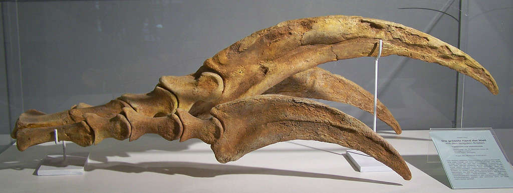 Museum cast of Therizinosaurus manus - Therizinosaurus: “Scythe Lizard”