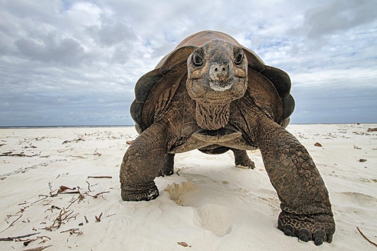 Aldabra Giant Tortoise - Aldabra Atoll: A Living Archive Of Evolution