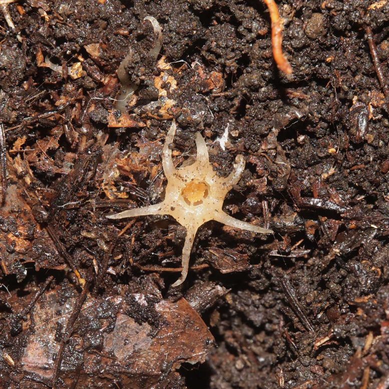 Suetsugu Relictithismia In situ - Has Not Occurred In Almost 100 Years – Scientists Discover New Unusual Genus Of Fairy Lantern