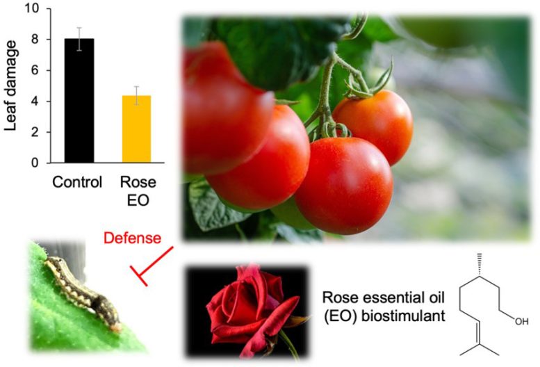 Rose Essential Oil Enhances Plant Pest Defenses Graphic - The Future Of Farming – Chemists Discover Safe Pesticide For Organic Agriculture
