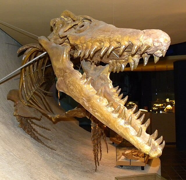 Museum cast of Mosasaurus - Mosasaurus: “Meuse Lizard”
