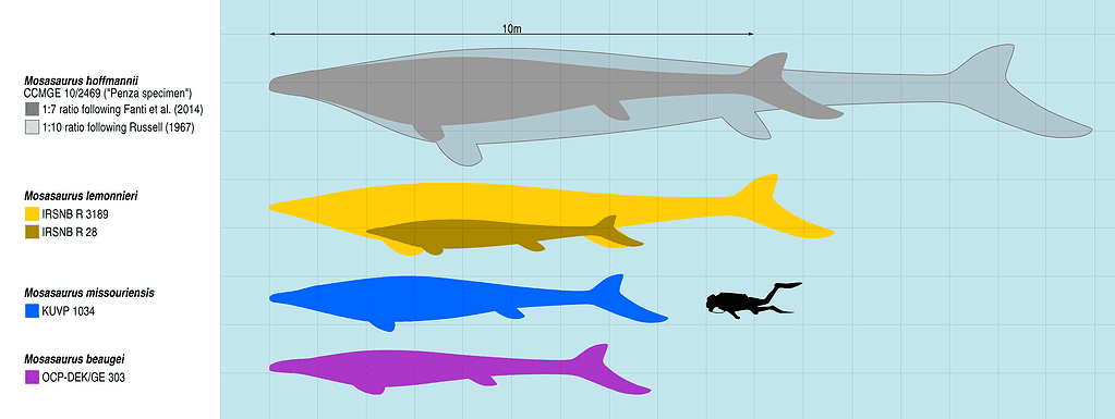 Mosasaurus species - human size comparison - Mosasaurus: “Meuse Lizard”