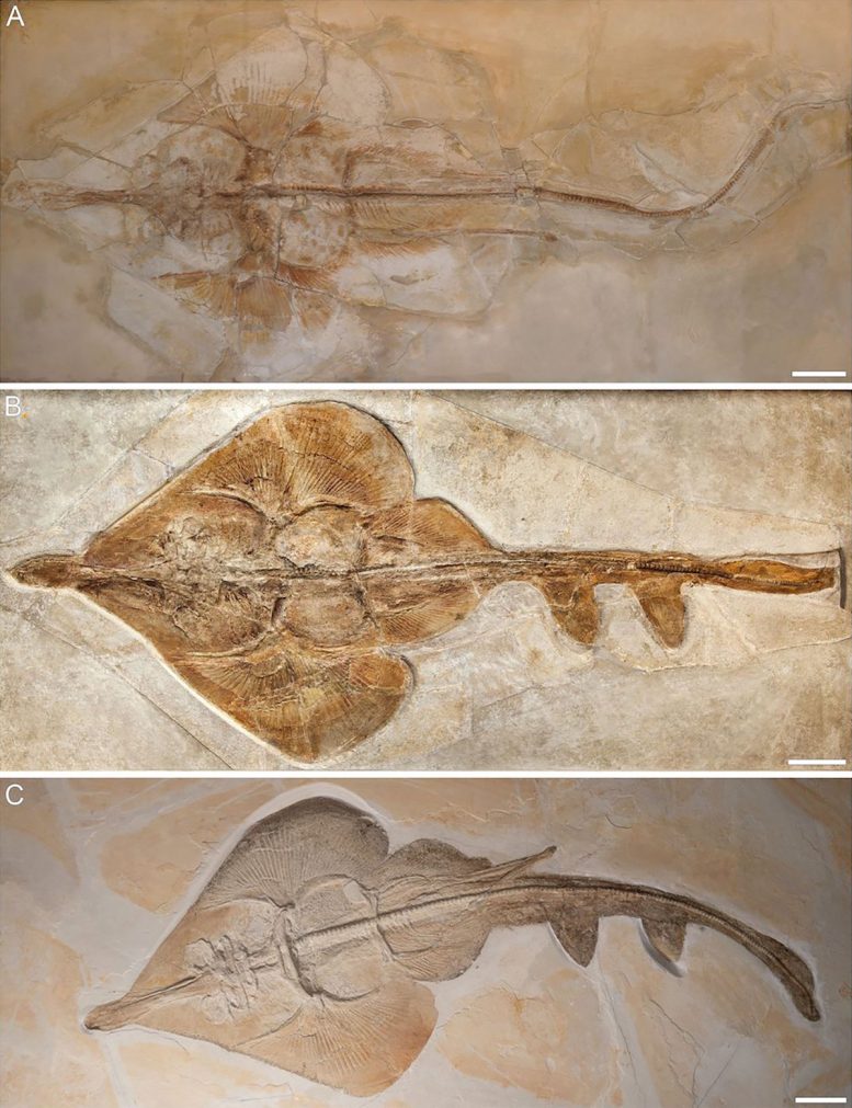 Aellopobatis bavarica - Aellopobatis Bavarica: Scientists Discover New 150 Million-Year-Old Species Of Rays