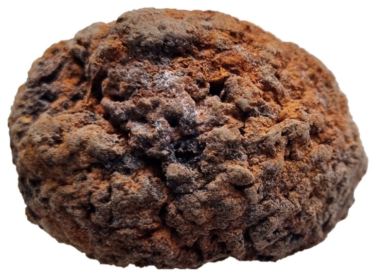 Shrunken Brain of an Individual Buried in the First Baptist Church of Philadelphia - Unprecedented Discovery: Archive Of Ancient Human Brains Challenges History