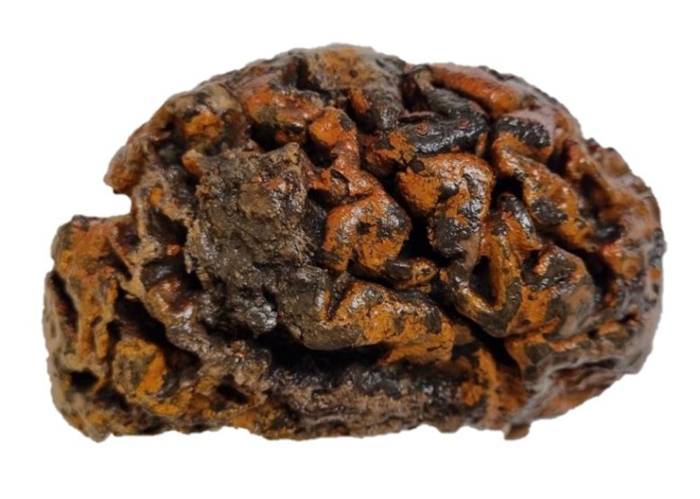 1,000 Year Old Brain of an Individual Excavated From the 10th Century Churchyard of Sint Maartenskerk - Unprecedented Discovery: Archive Of Ancient Human Brains Challenges History