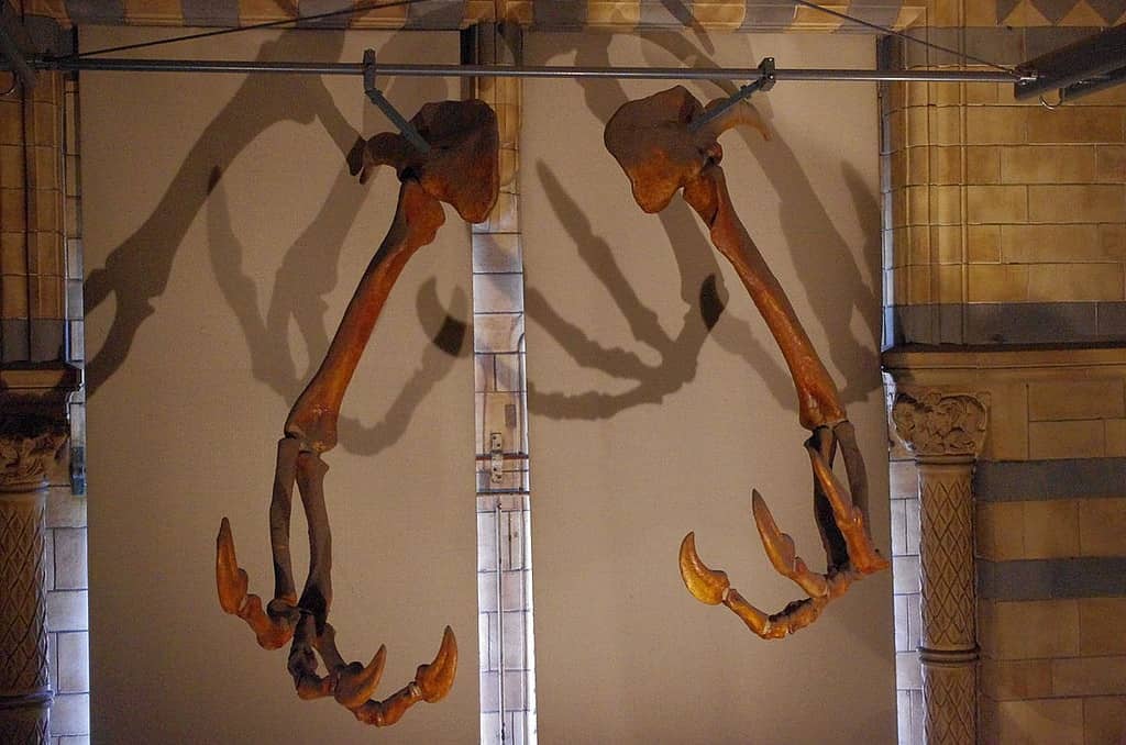 Museum restoration of Deinocheirus hands - Deinocheirus: “Terrible Hand”