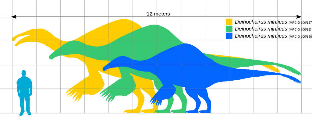 Deinocheirus specimens - human size comparison - Deinocheirus: “Terrible Hand”