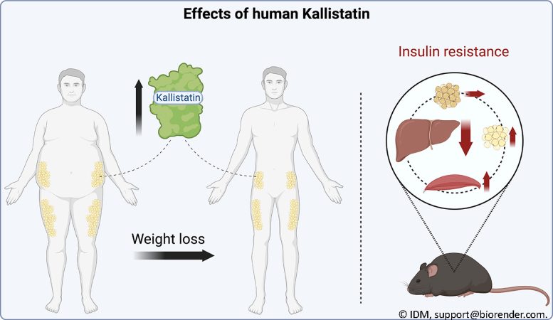 Effects of Human Kallistatin Graphic - Weight Loss Unlocks Key To Better Metabolism: The Kallistatin Effect