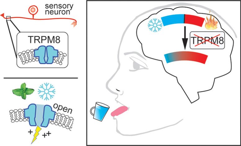 TRPM8 Diagram - Chilling Findings: Scientists Shed Light On How The Brain Perceives Temperature