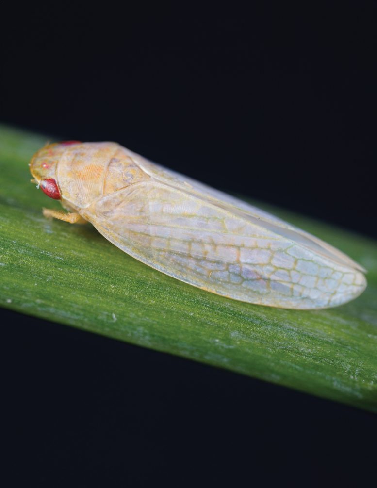 G. serpenta - This Common Backyard Insect Is Helping Scientists Develop Invisibility Devices