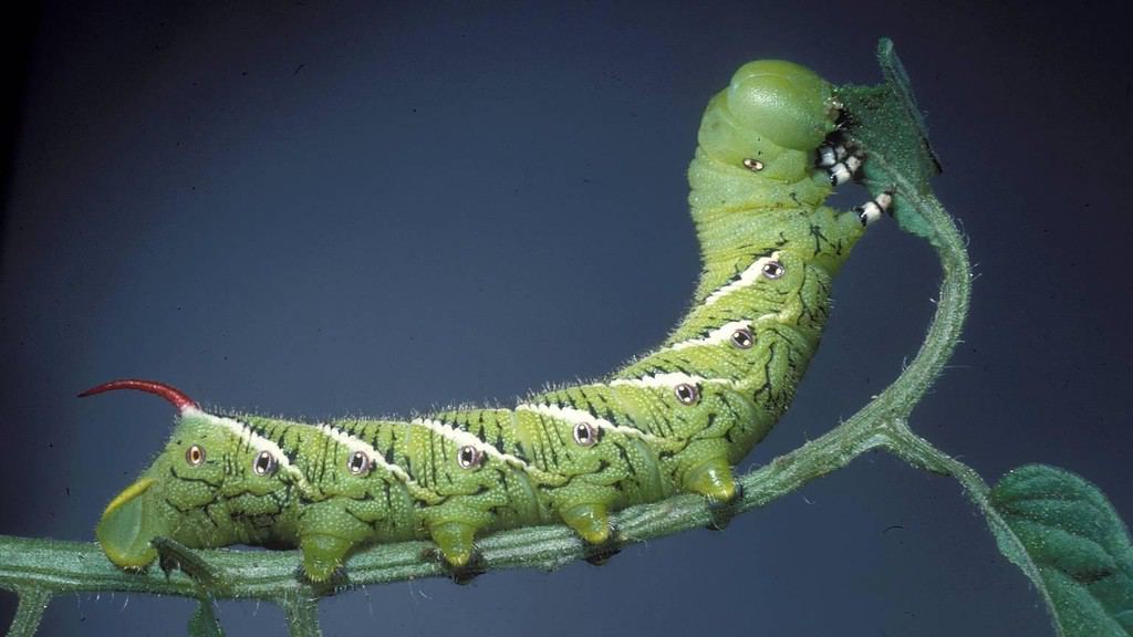 How Caterpillars Stop Bleeding In Seconds