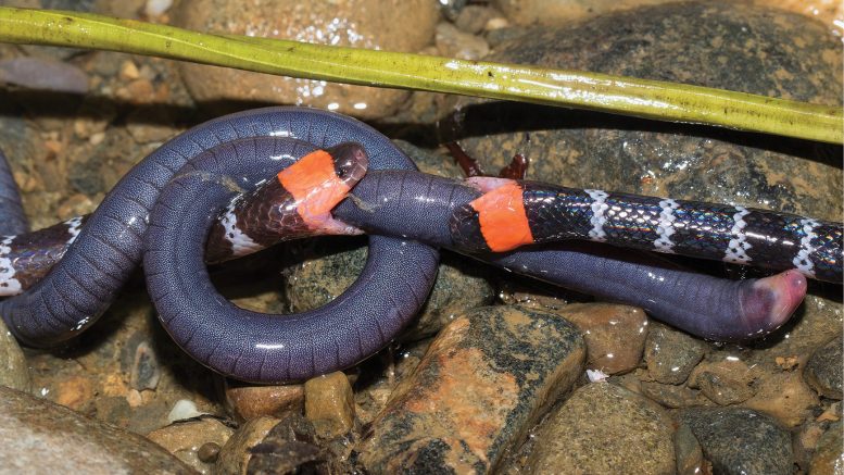 Two Coral Snakes Competing Over Amphibian Prey - Watch: The First Documented Coral Snake Food Heist In The Wild
