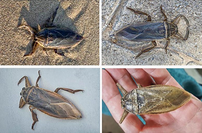 Giant Water Bugs Collage - Alien Invasion Or Natural Wonder? Scientists Discover Giant Water Bug On The Island Of Cyprus
