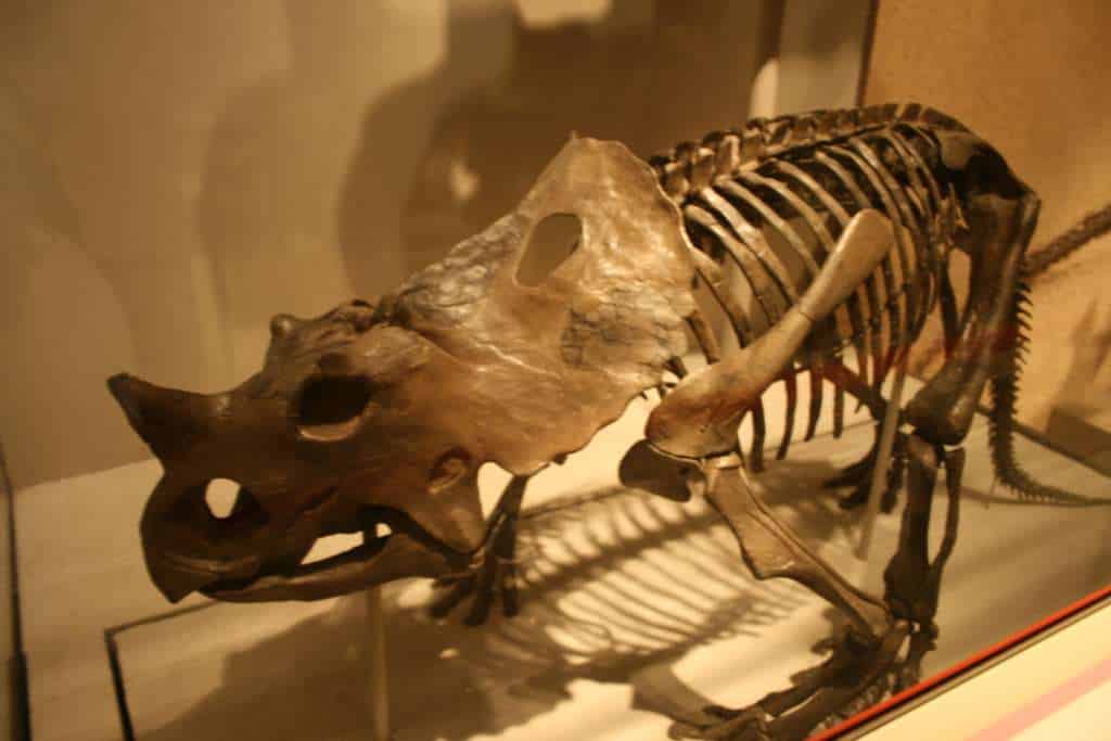 Museum mount of a juvenile Styracosaurus - Styracosaurus: “Spiked Lizard”