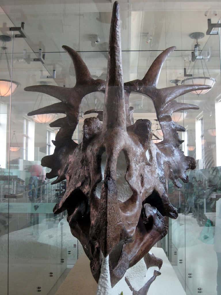 Museum mount of S. albertensis skull - Styracosaurus: “Spiked Lizard”