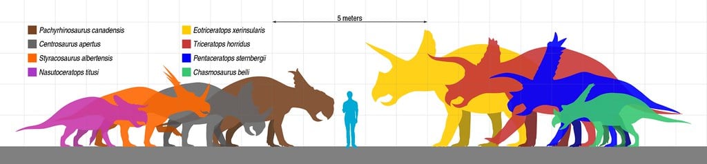 Ceratopsian - human size comparison - Styracosaurus: “Spiked Lizard”