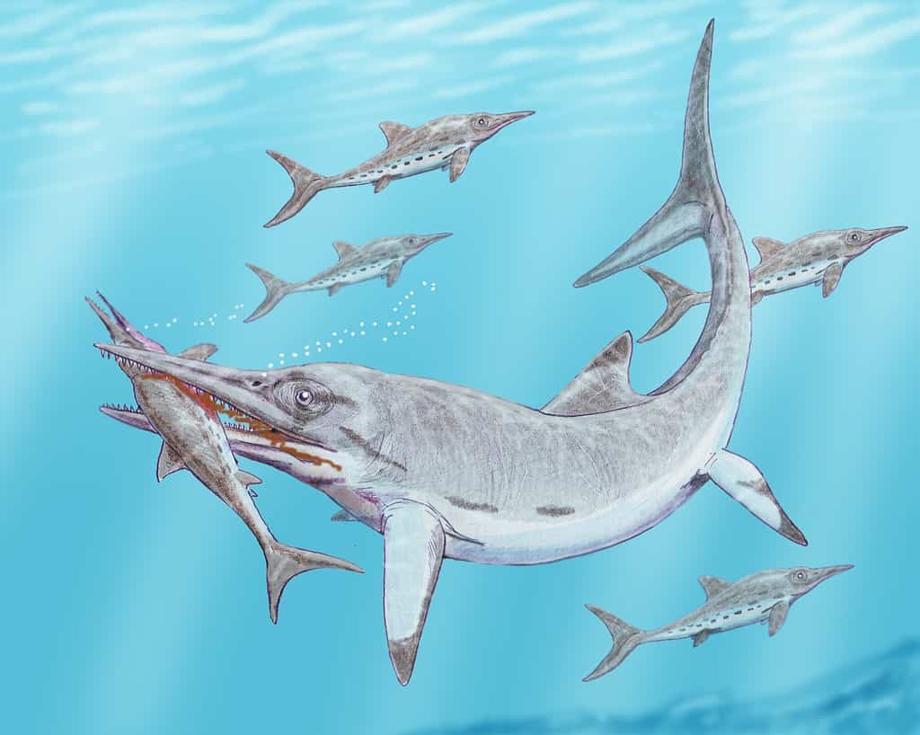 Temnodontosaurus preying on other ichthyosaurs - Ichthyosaurus: “Fish Lizard”