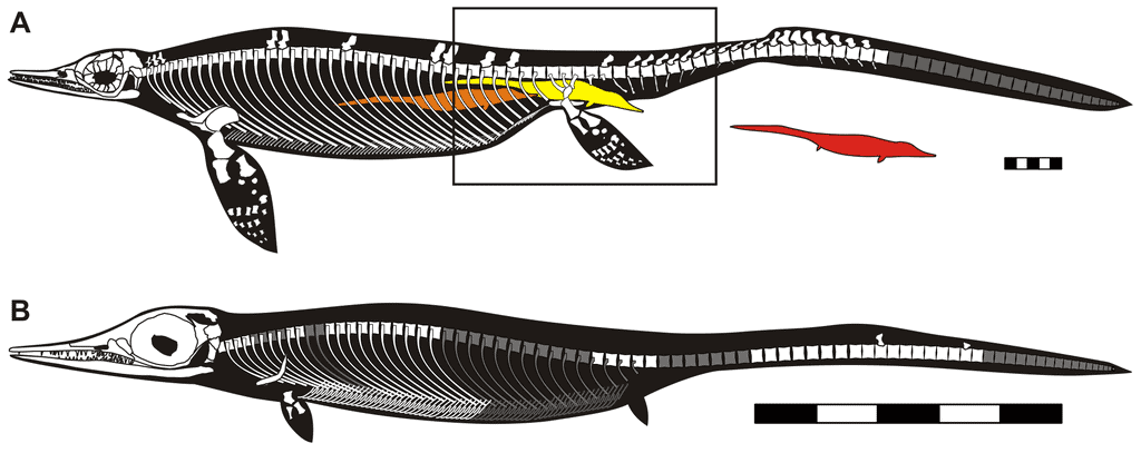 Ichthyosaurus: “Fish Lizard”