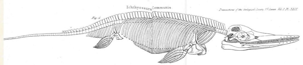 Conybeare - Ichthyosaurus: “Fish Lizard”'s Ichthyosaurus communis
