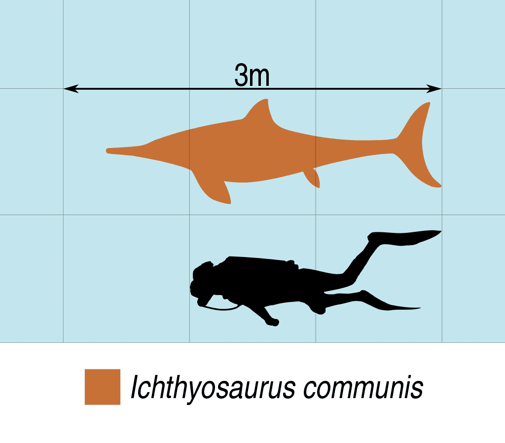 Ichthyosaurus communis - human size comparison - Ichthyosaurus: “Fish Lizard”