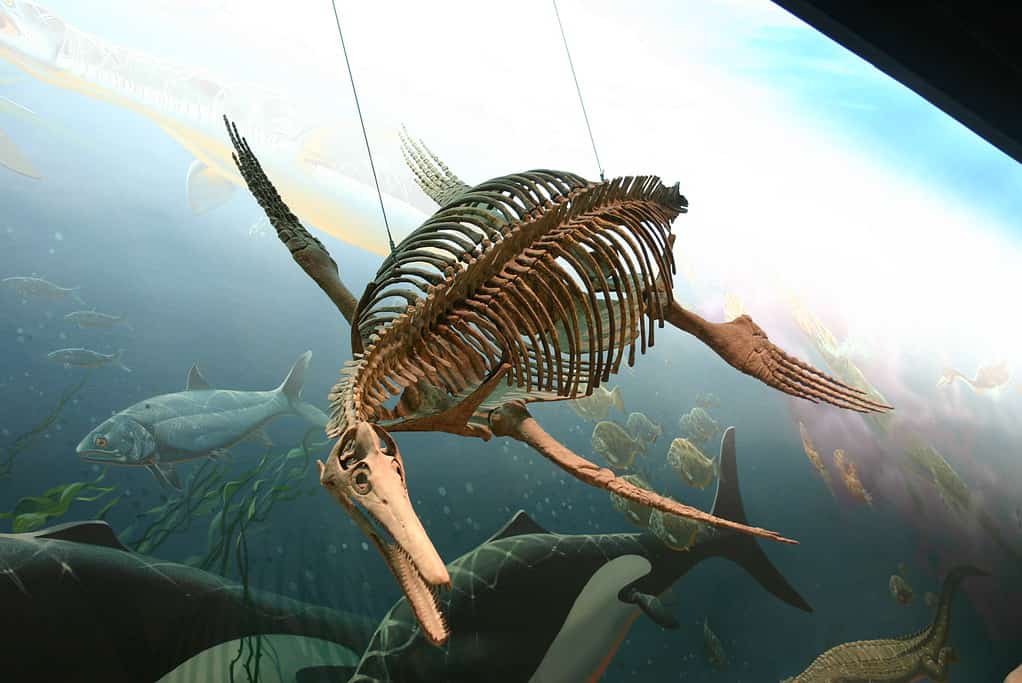 Museum reconstruction of Ichthyosaurus skeleton - Ichthyosaurus: “Fish Lizard”