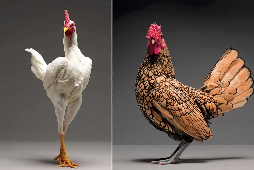 Feathered And Fabulous: Photographers Show The Overlooked Beauty Of Chickens