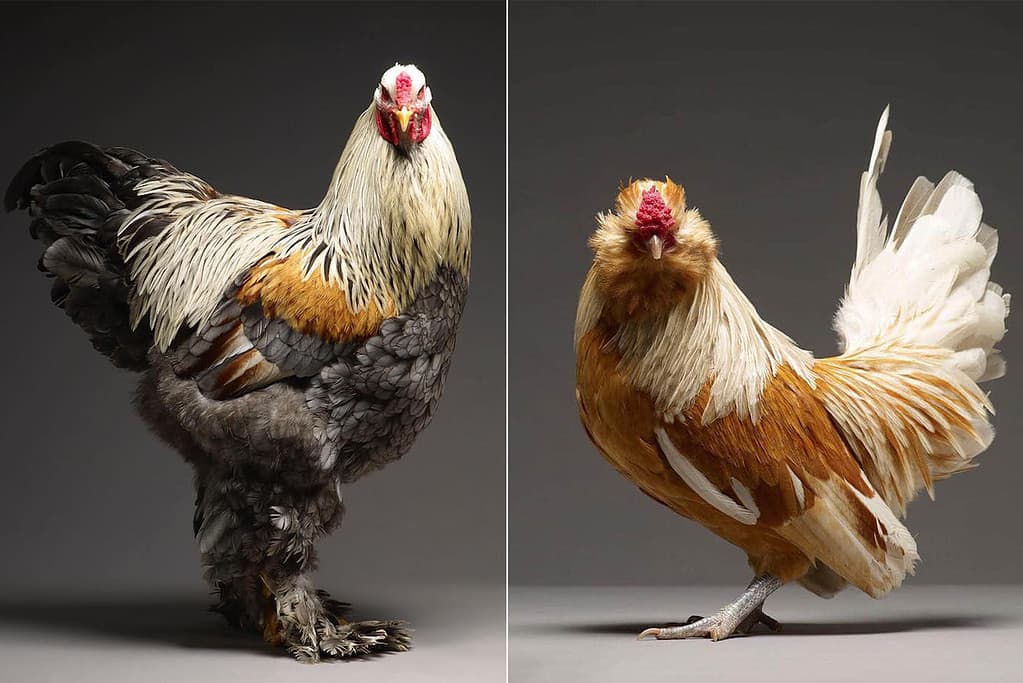 Feathered And Fabulous: Photographers Show The Overlooked Beauty Of Chickens