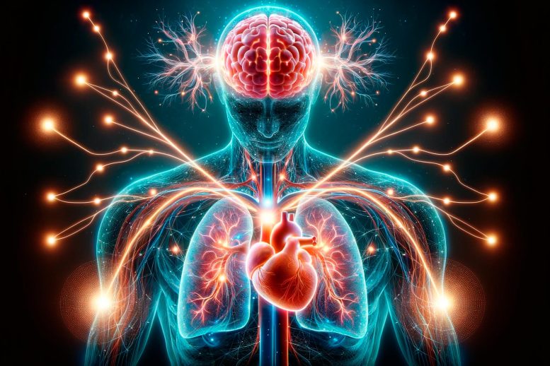 Brain Body Communication Art Concept - Neuroscience Breakthrough: The Silent Dance Between Brain, Heart, And Lungs Revealed