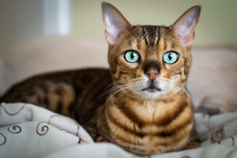 Bengal Cat Close - Shattering Myths: Bengal Cats’ Wild Appearance From Domestic DNA