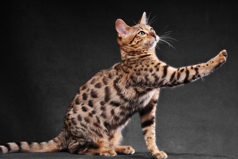 Bengal Cat Playing - Shattering Myths: Bengal Cats’ Wild Appearance From Domestic DNA