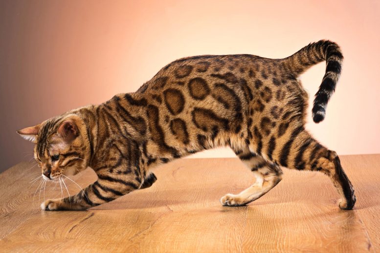Gold Bengal Cat - Shattering Myths: Bengal Cats’ Wild Appearance From Domestic DNA