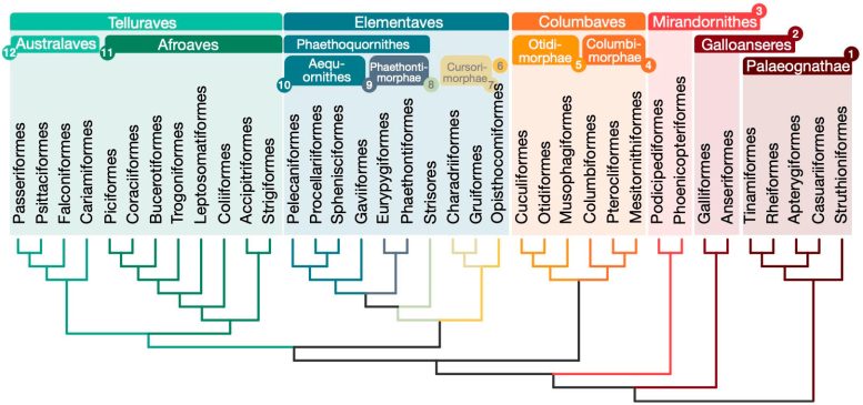 Relationships for 363 Bird Species Based on 63,430 Intergenic Loci - From Dinosaurs To Hummingbirds: New Family Tree Revises Our Understanding Of Bird Evolution