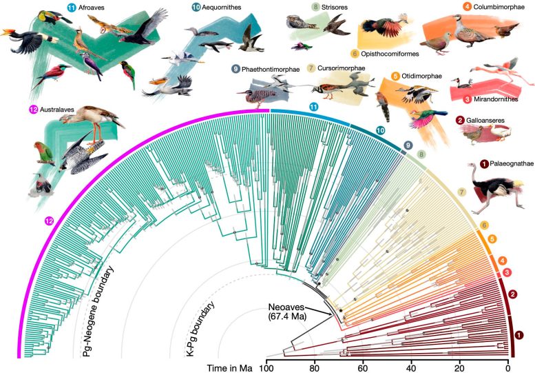 Divergence Times for 363 Bird Species Based on 63,430 Intergenic Loci - From Dinosaurs To Hummingbirds: New Family Tree Revises Our Understanding Of Bird Evolution