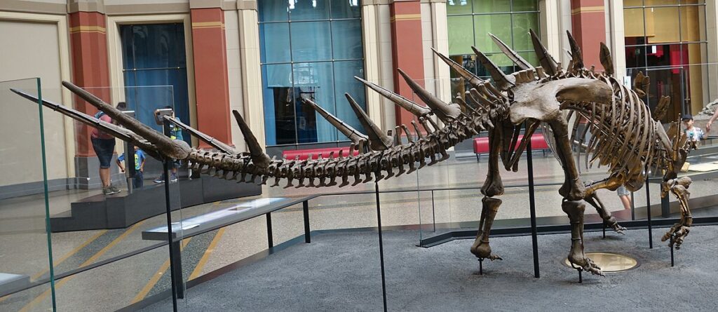 Museum mount of Kentrosaurus skeleton showcasing it - Kentrosaurus: “Sharp Lizard”'s terrifying tail