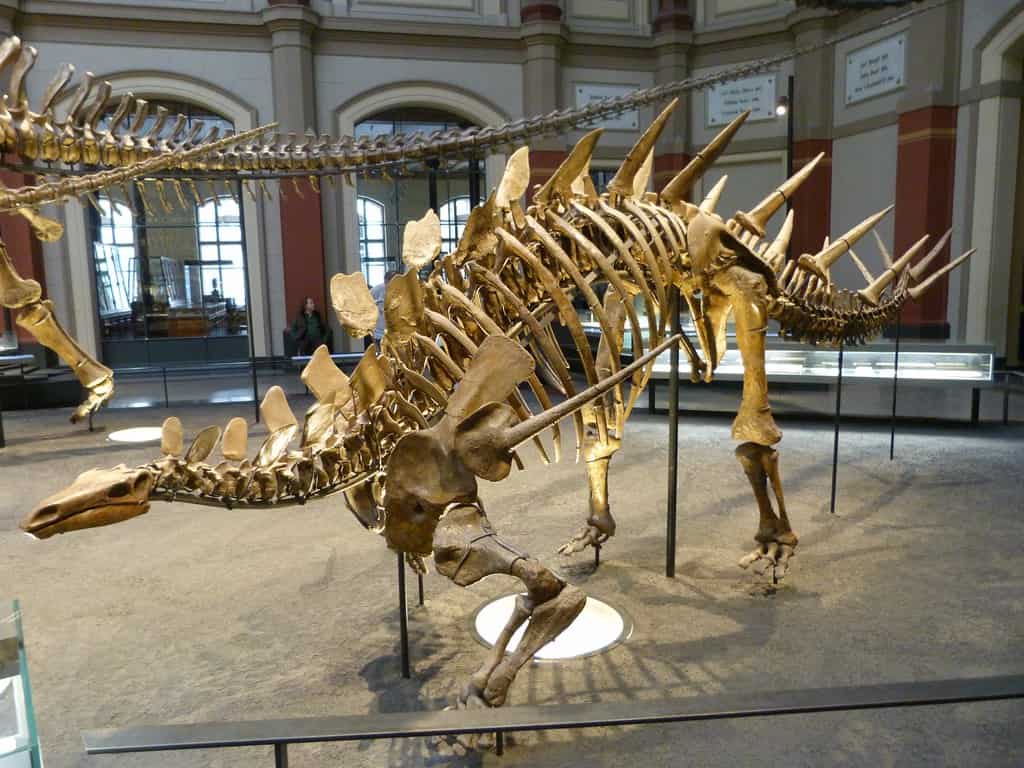 Museum mount of Kentrosaurus skeleton - Kentrosaurus: “Sharp Lizard”