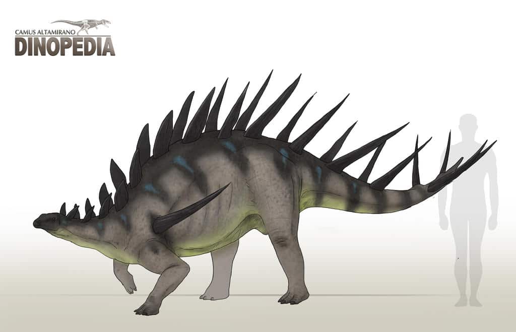 Artist - Kentrosaurus: “Sharp Lizard”'s depiction of Kentrosaurus - human size comparison