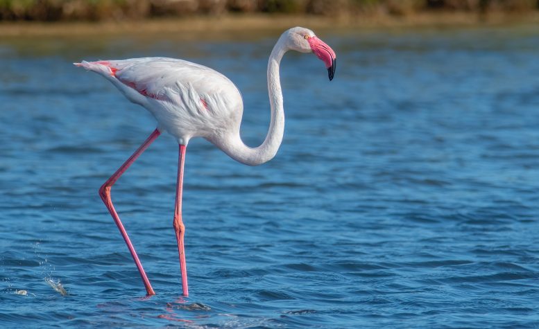 A Greater Flamingo in Mallorca, Spain - Frozen In Time: How A DNA Anomaly Misled Scientists For Centuries
