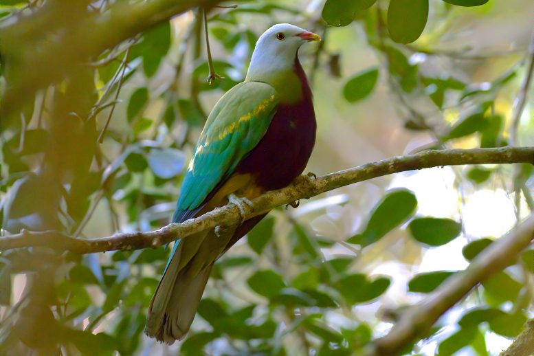 A Wompoo Fruit Dove in Queensland, Australia - Frozen In Time: How A DNA Anomaly Misled Scientists For Centuries