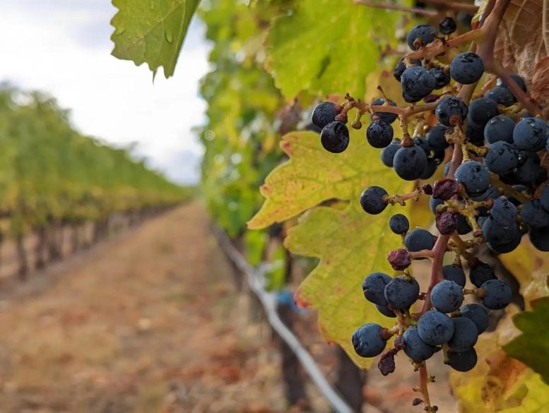 Grape Vine Canada’s Okanagan Wine Region - Planetary Crisis Unveiled: Shockingly Little Research On Major Threats To Earth