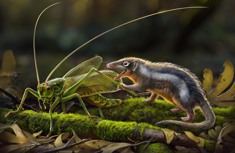 Feredocodon chowi - Jurassic Revolution: New Fossils Redefine Mammalian Ancestry