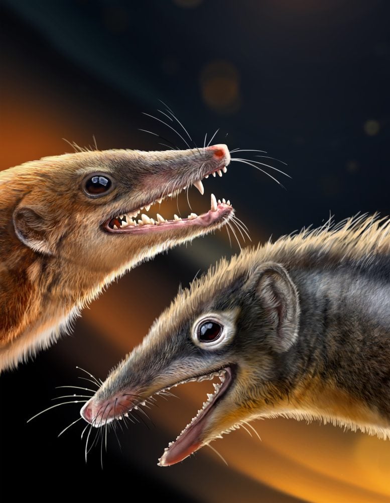 Reconstruction of Feredocodon chowi and Dianoconodon youngi - Jurassic Revolution: New Fossils Redefine Mammalian Ancestry