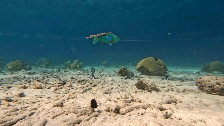 Trumpetfish Using Parrotfish As Motion Camouflage - Motion Camouflage: The Remarkable Hunting Tactics Of Trumpetfish