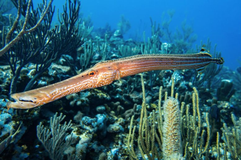 Trumpetfish - Motion Camouflage: The Remarkable Hunting Tactics Of Trumpetfish