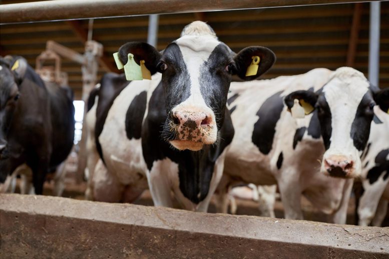 Cows in Cowshed on Dairy Farm - CDC Warns Of Cow-to-Human Transmission Of H5N1 Bird Flu In Texas