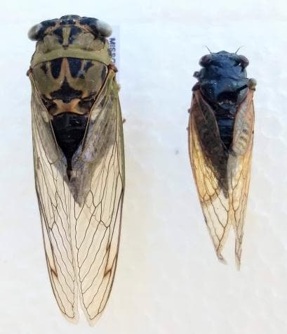 The annual cicada, left, and the periodical cicada, right. Photo by Tamra Reall. - First ‘double Cicada’ Event In More Than Two Centuries Will See Trillions Of Cicadas Emerge This Spring. This Map Shows Where